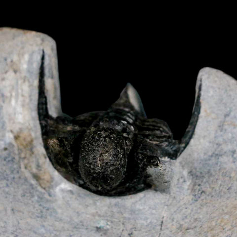 1.5" Cyphaspis Otarion Spiny Trilobite Fossil Devonian Age 400 Mil Yrs Old COA - Fossil Age Minerals