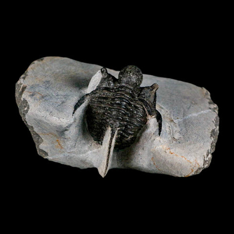 1.5" Cyphaspis Otarion Spiny Trilobite Fossil Devonian Age 400 Mil Yrs Old COA - Fossil Age Minerals