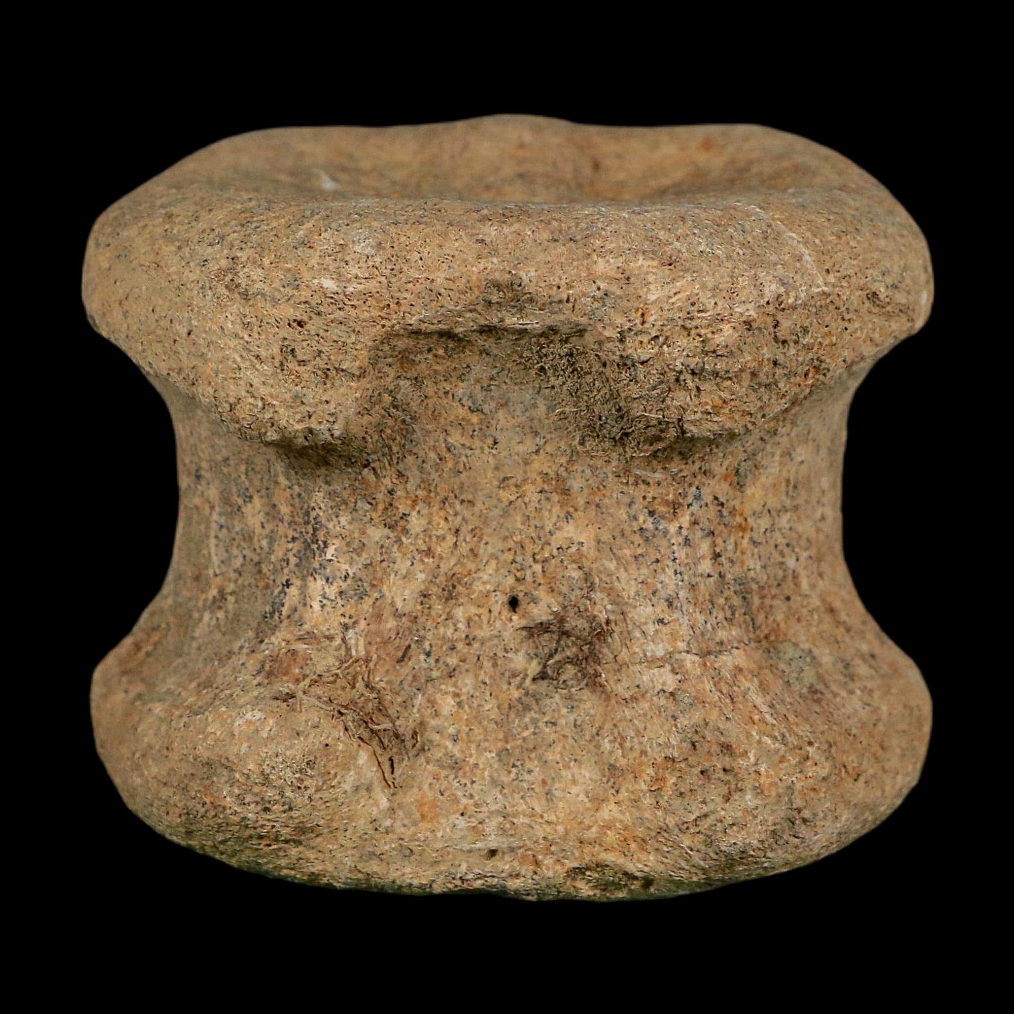 2.5" Triceratops Fossil Vertebrae Bone Lance Creek FM Cretaceous Dinosaur WY COA