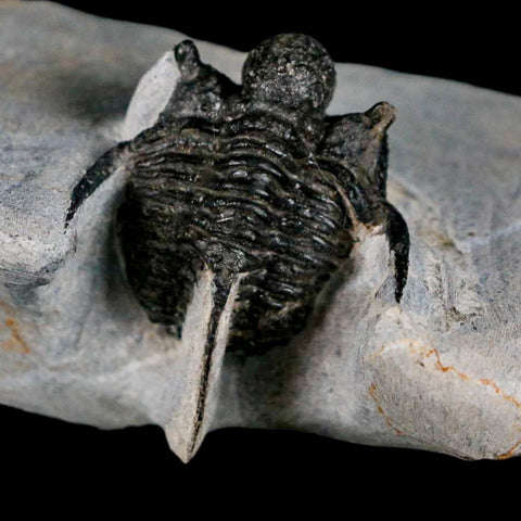 1.5" Cyphaspis Otarion Spiny Trilobite Fossil Devonian Age 400 Mil Yrs Old COA - Fossil Age Minerals