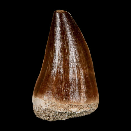 XL 2" Mosasaur Prognathodon Fossil Tooth Cretaceous Dinosaur Era COA & Stand