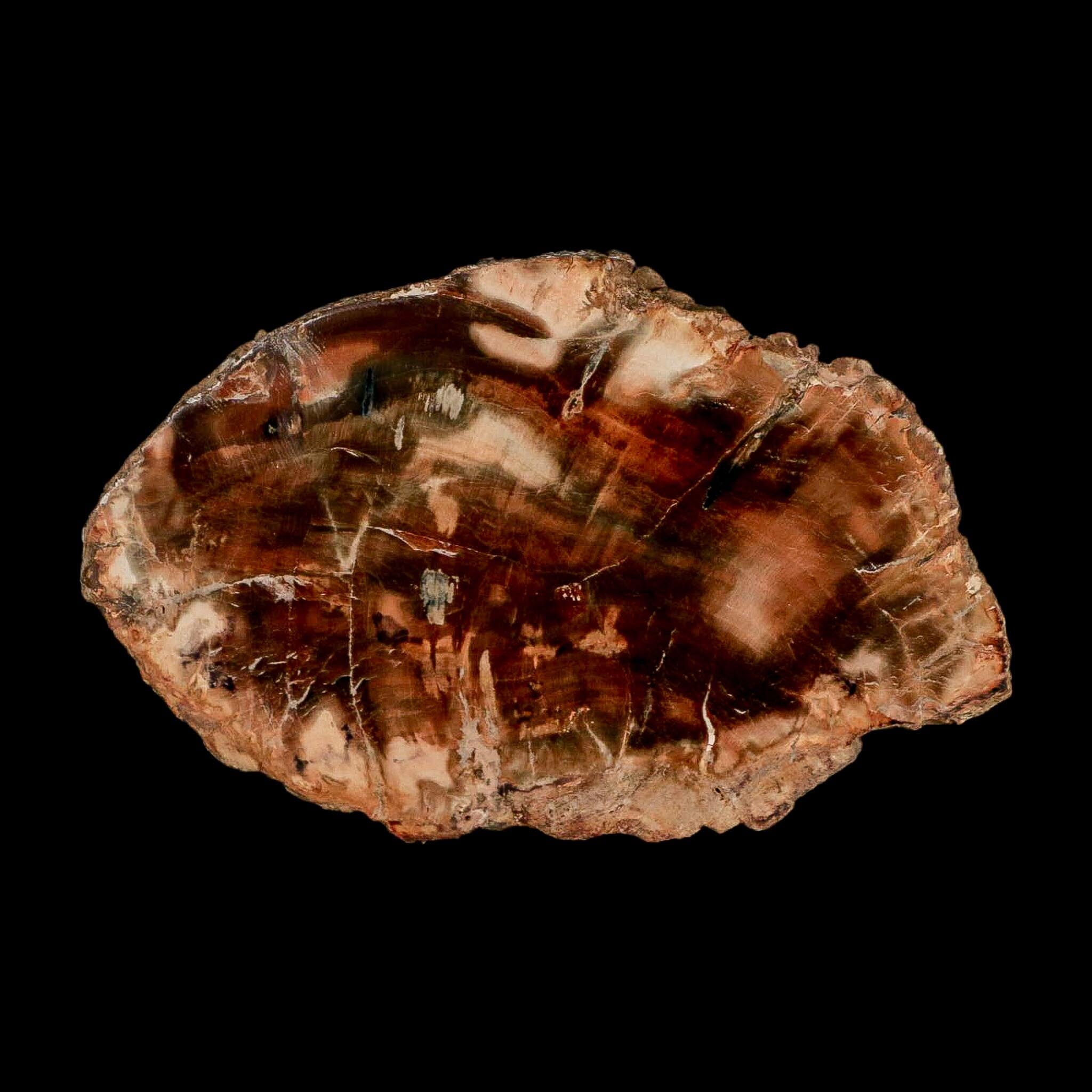 3.5" Fossilized Polished Petrified Wood Branch Madagascar 66-225 Million Yrs Old - Fossil Age Minerals