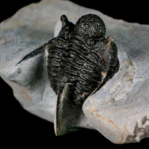 1.5" Cyphaspis Otarion Spiny Trilobite Fossil Devonian Age 400 Mil Yrs Old COA - Fossil Age Minerals