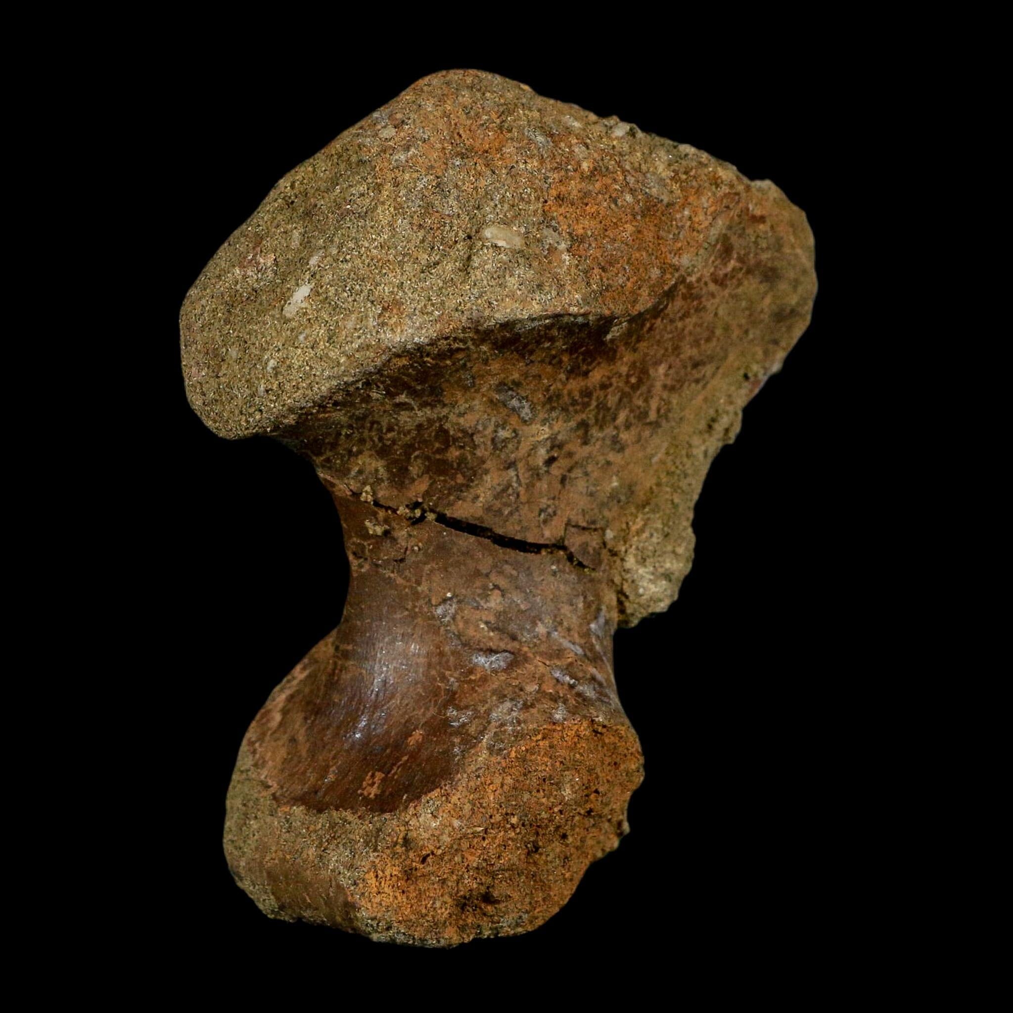 3.1" Ankylosaurus Front Hand Fossil Lance Creek FM Cretaceous Dinosaur WY COA