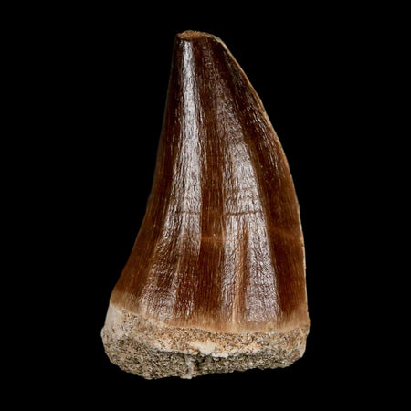 XL 2" Mosasaur Prognathodon Fossil Tooth Cretaceous Dinosaur Era COA & Stand