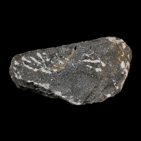 1.5" Cyphaspis Otarion Spiny Trilobite Fossil Devonian Age 400 Mil Yrs Old COA - Fossil Age Minerals