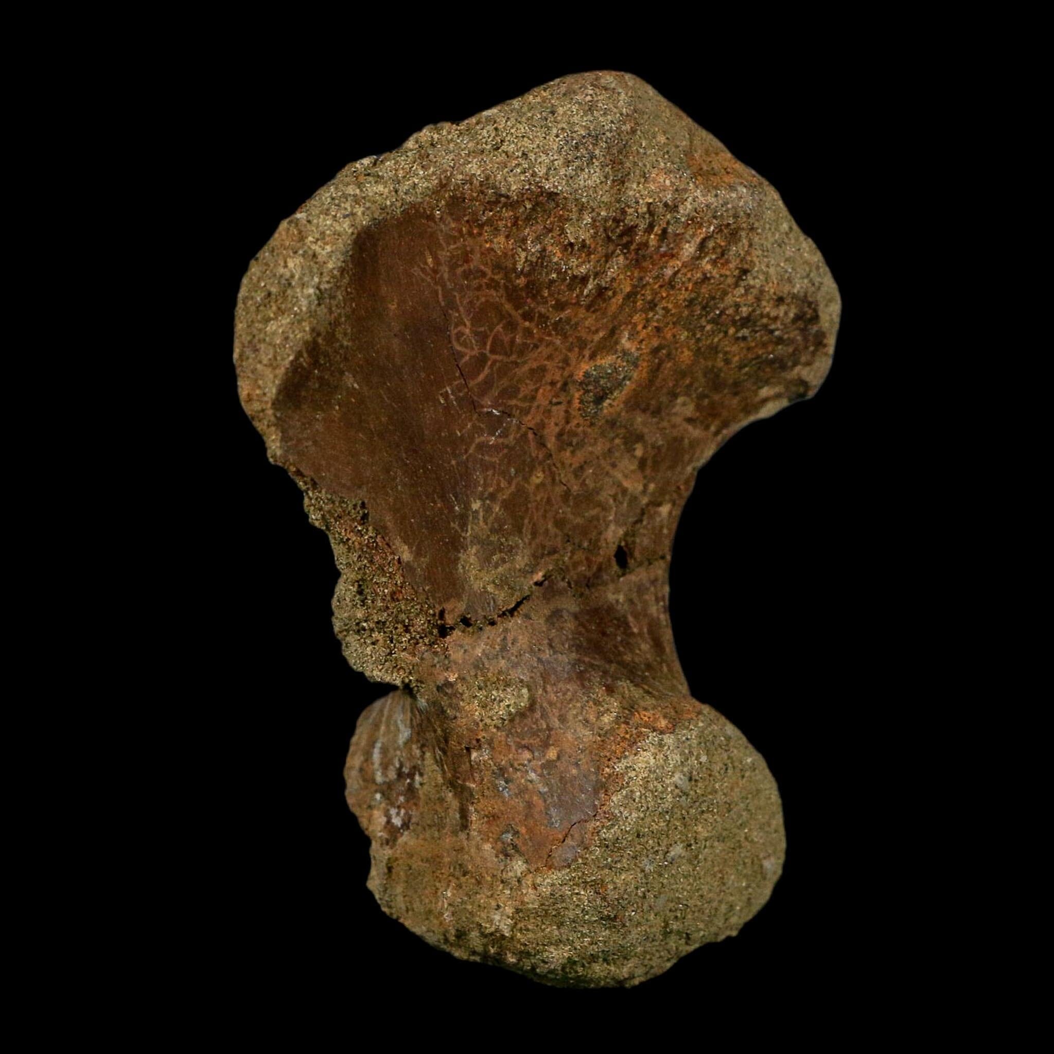 3.1" Ankylosaurus Front Hand Fossil Lance Creek FM Cretaceous Dinosaur WY COA