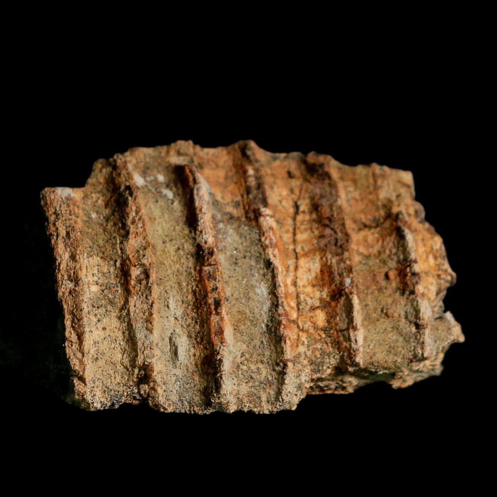 2.2" Edmontosaurus Hadrosaur Dinosaur Fossil Jaw Section Lance Creek FM WY COA