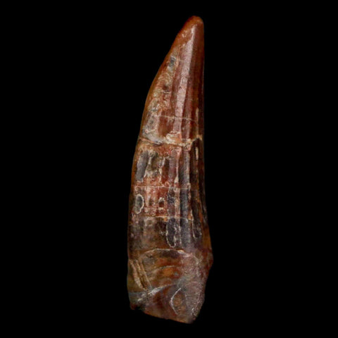 1.1" Suchomimus Fossil Tooth Cretaceous Spinosaurid Dinosaur Elraz FM Niger COA - Fossil Age Minerals