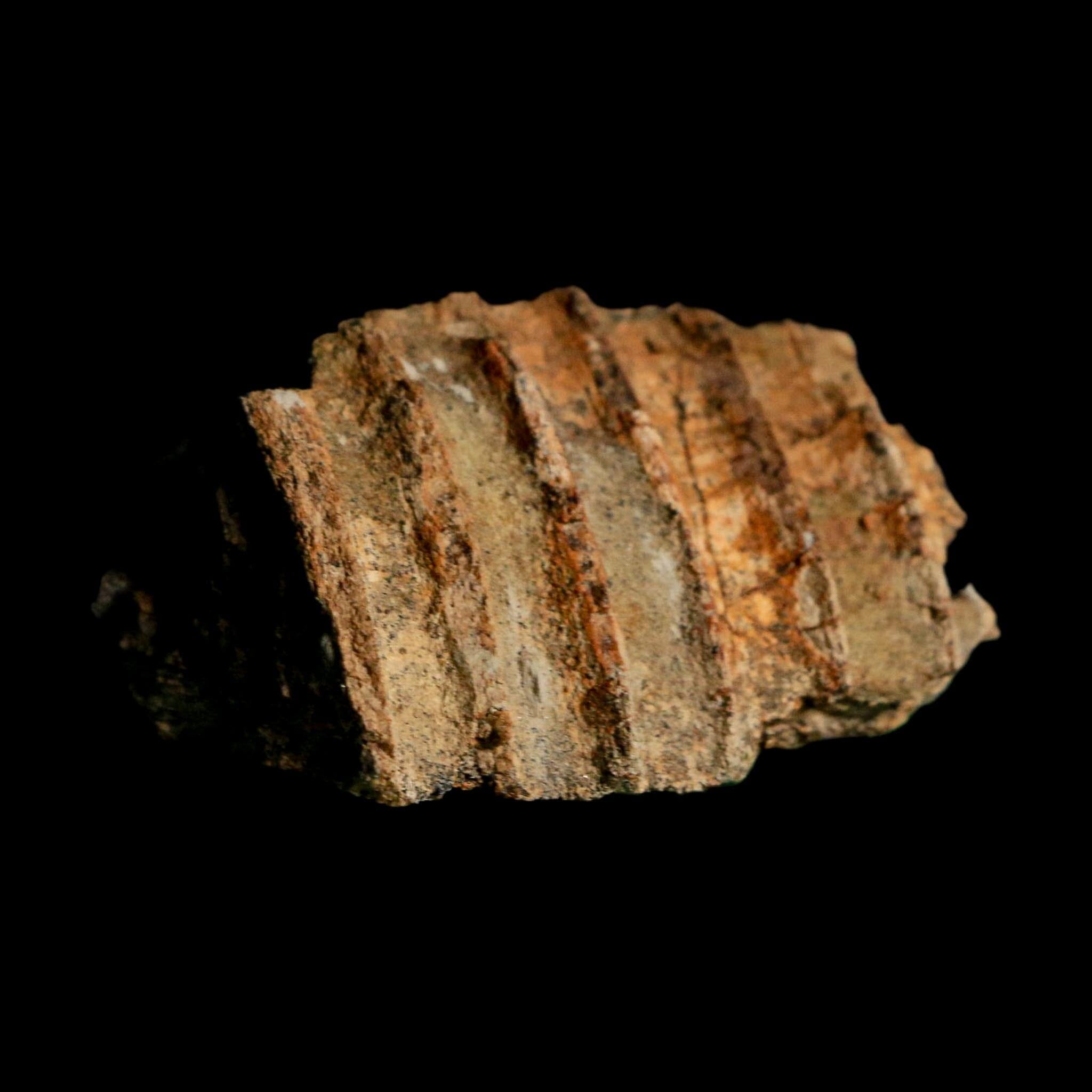 2.2" Edmontosaurus Hadrosaur Dinosaur Fossil Jaw Section Lance Creek FM WY COA