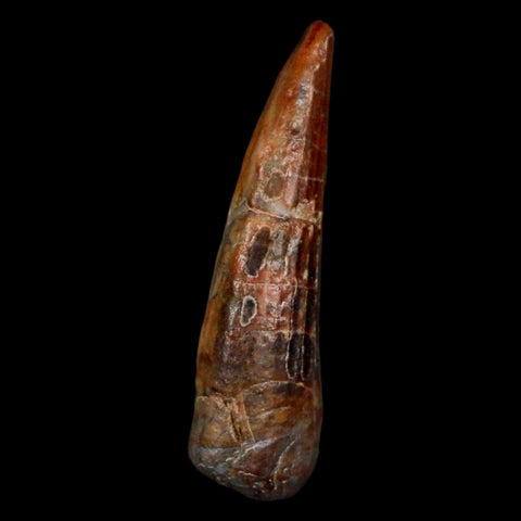 1.1" Suchomimus Fossil Tooth Cretaceous Spinosaurid Dinosaur Elraz FM Niger COA - Fossil Age Minerals