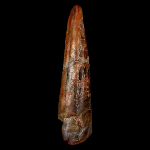 1.1" Suchomimus Fossil Tooth Cretaceous Spinosaurid Dinosaur Elraz FM Niger COA - Fossil Age Minerals