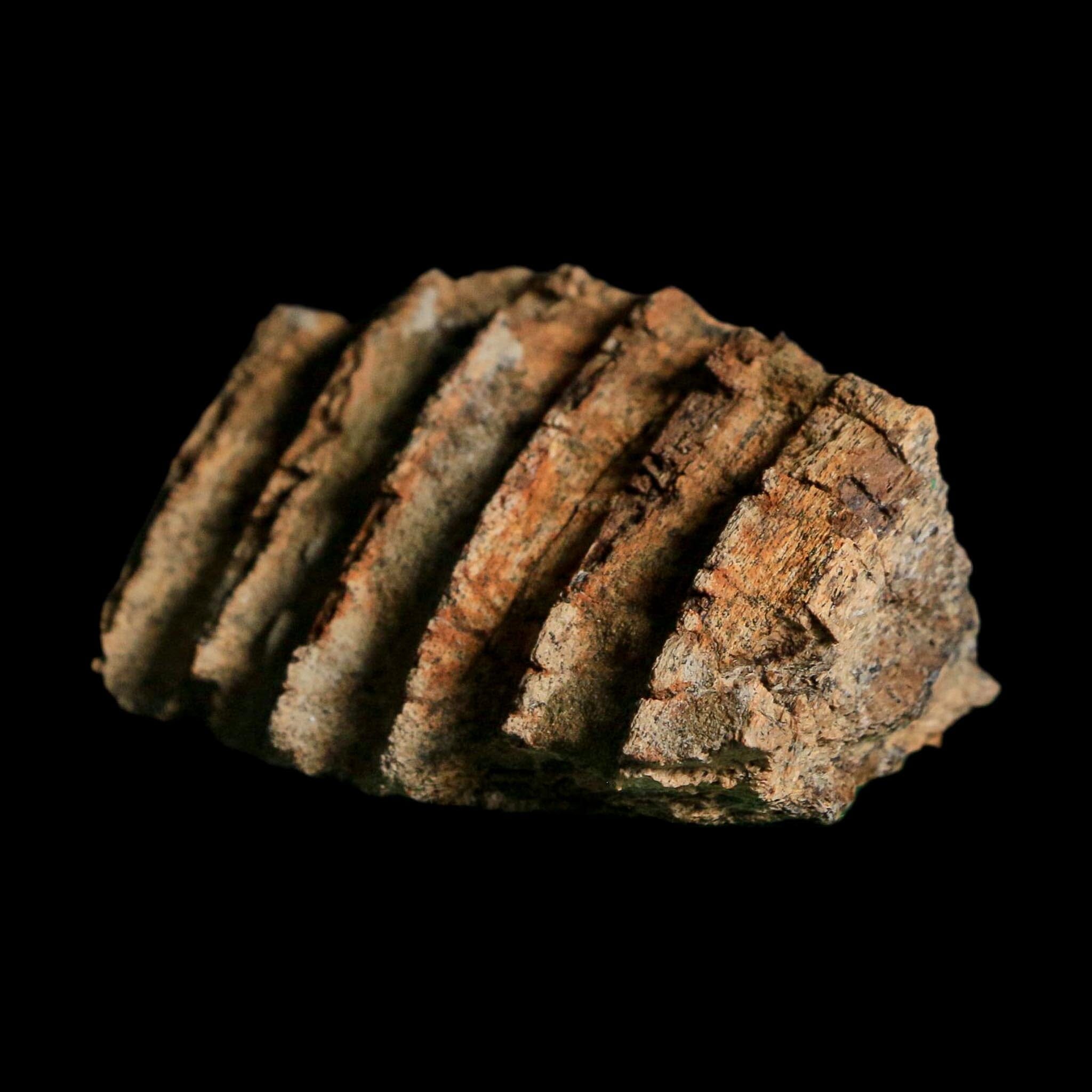 2.2" Edmontosaurus Hadrosaur Dinosaur Fossil Jaw Section Lance Creek FM WY COA