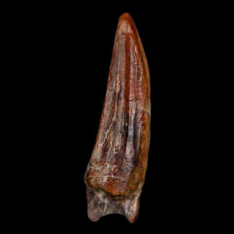 1.1" Suchomimus Fossil Tooth Cretaceous Spinosaurid Dinosaur Elraz FM Niger COA - Fossil Age Minerals