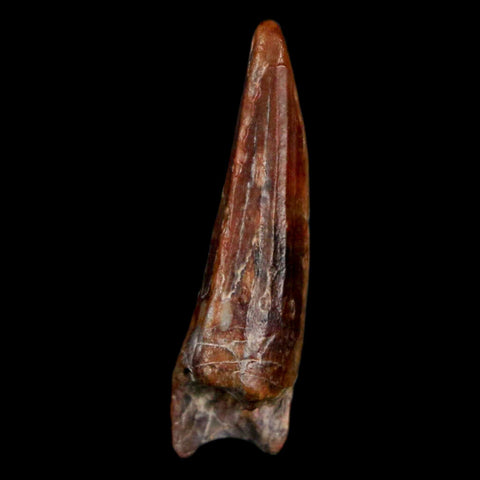 1.1" Suchomimus Fossil Tooth Cretaceous Spinosaurid Dinosaur Elraz FM Niger COA - Fossil Age Minerals