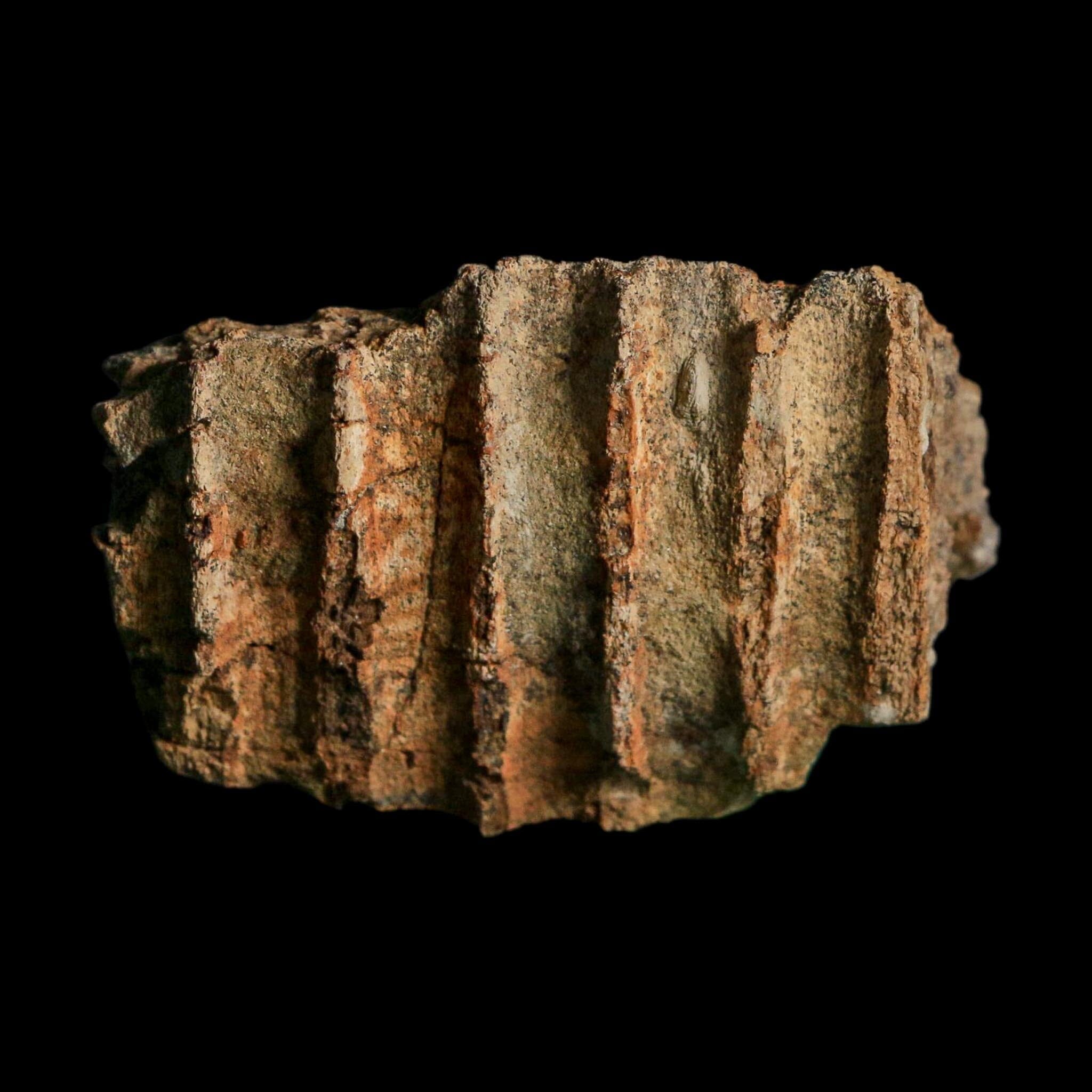 2.2" Edmontosaurus Hadrosaur Dinosaur Fossil Jaw Section Lance Creek FM WY COA
