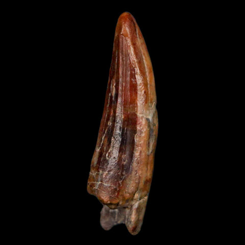 1.1" Suchomimus Fossil Tooth Cretaceous Spinosaurid Dinosaur Elraz FM Niger COA - Fossil Age Minerals