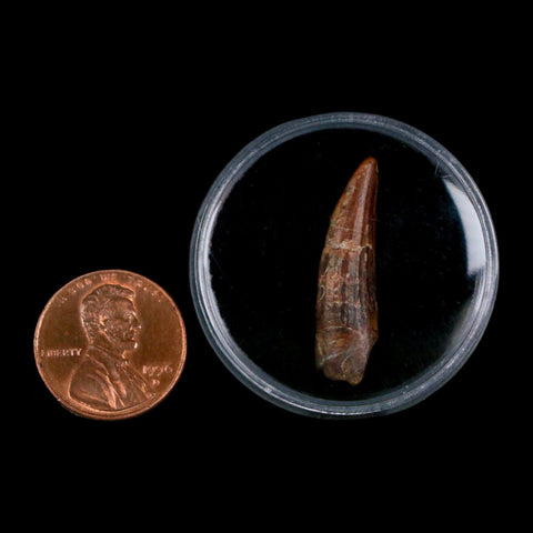 1.1" Suchomimus Fossil Tooth Cretaceous Spinosaurid Dinosaur Elraz FM Niger COA - Fossil Age Minerals