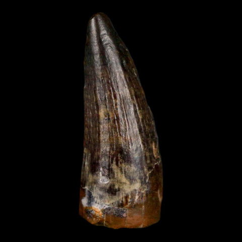 1" Suchomimus Fossil Tooth Cretaceous Spinosaurid Dinosaur Elraz FM Niger COA - Fossil Age Minerals