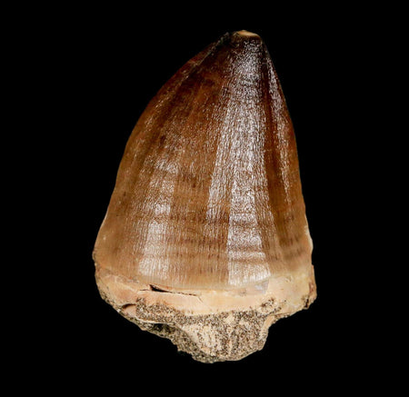 XL 2" Mosasaur Prognathodon Fossil Tooth Cretaceous Dinosaur Era COA & Stand