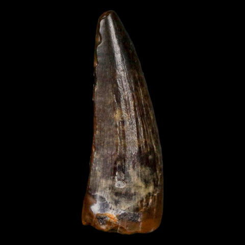 1" Suchomimus Fossil Tooth Cretaceous Spinosaurid Dinosaur Elraz FM Niger COA - Fossil Age Minerals