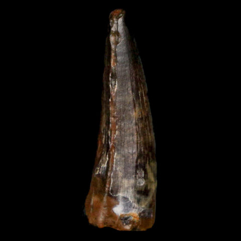 1" Suchomimus Fossil Tooth Cretaceous Spinosaurid Dinosaur Elraz FM Niger COA - Fossil Age Minerals