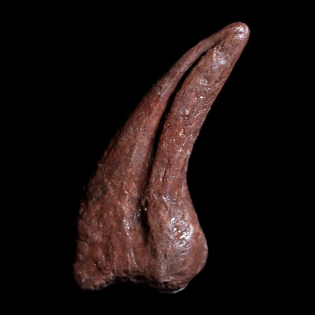 0.8" Dromaeosaur Raptor Fossil Claw Judith River Formation Montana COA & Display