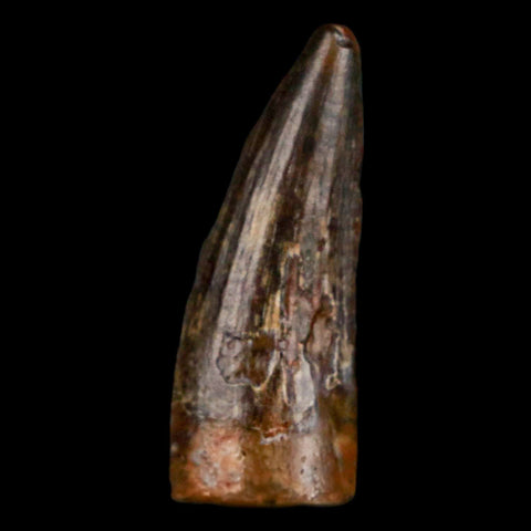 1" Suchomimus Fossil Tooth Cretaceous Spinosaurid Dinosaur Elraz FM Niger COA - Fossil Age Minerals