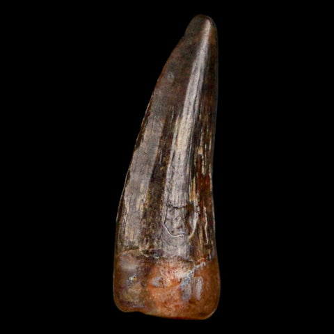 1" Suchomimus Fossil Tooth Cretaceous Spinosaurid Dinosaur Elraz FM Niger COA - Fossil Age Minerals