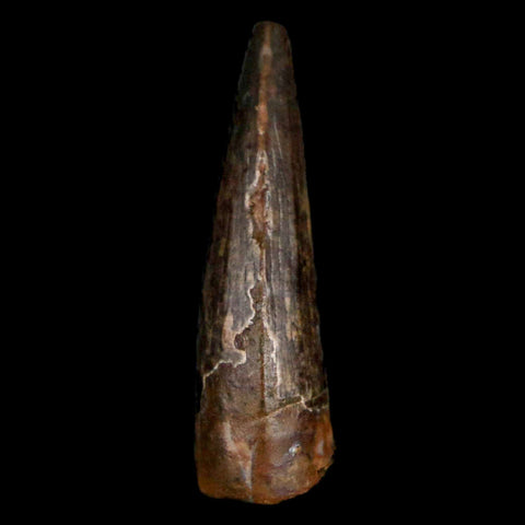 1" Suchomimus Fossil Tooth Cretaceous Spinosaurid Dinosaur Elraz FM Niger COA - Fossil Age Minerals