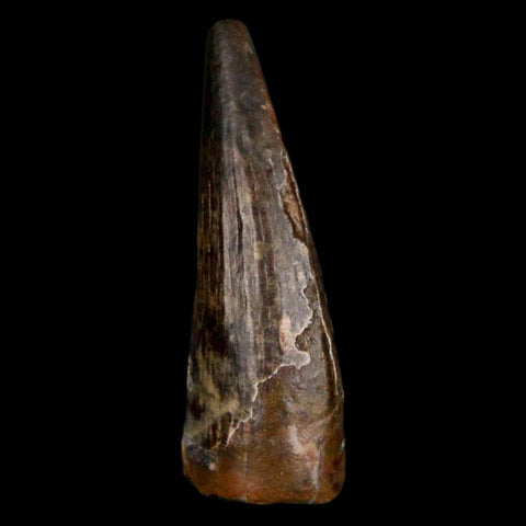 1" Suchomimus Fossil Tooth Cretaceous Spinosaurid Dinosaur Elraz FM Niger COA - Fossil Age Minerals