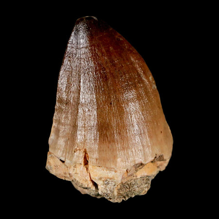 XL 2" Mosasaur Prognathodon Fossil Tooth Cretaceous Dinosaur Era COA & Stand