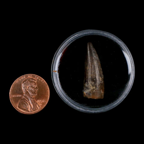 1" Suchomimus Fossil Tooth Cretaceous Spinosaurid Dinosaur Elraz FM Niger COA - Fossil Age Minerals