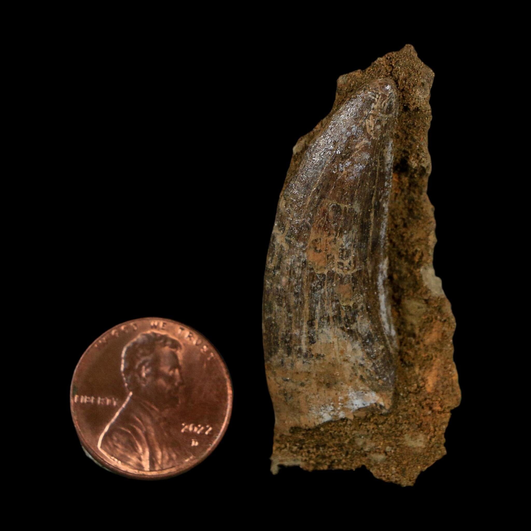 1.5" Nanotyrannus Tyrannosaurus Fossil Tooth In Matrix Dinosaur Lance Creek WY COA