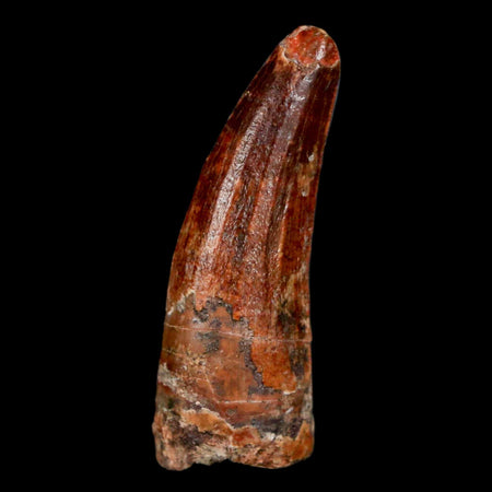 1.1" Suchomimus Fossil Tooth Cretaceous Spinosaurid Dinosaur Elraz FM Niger COA