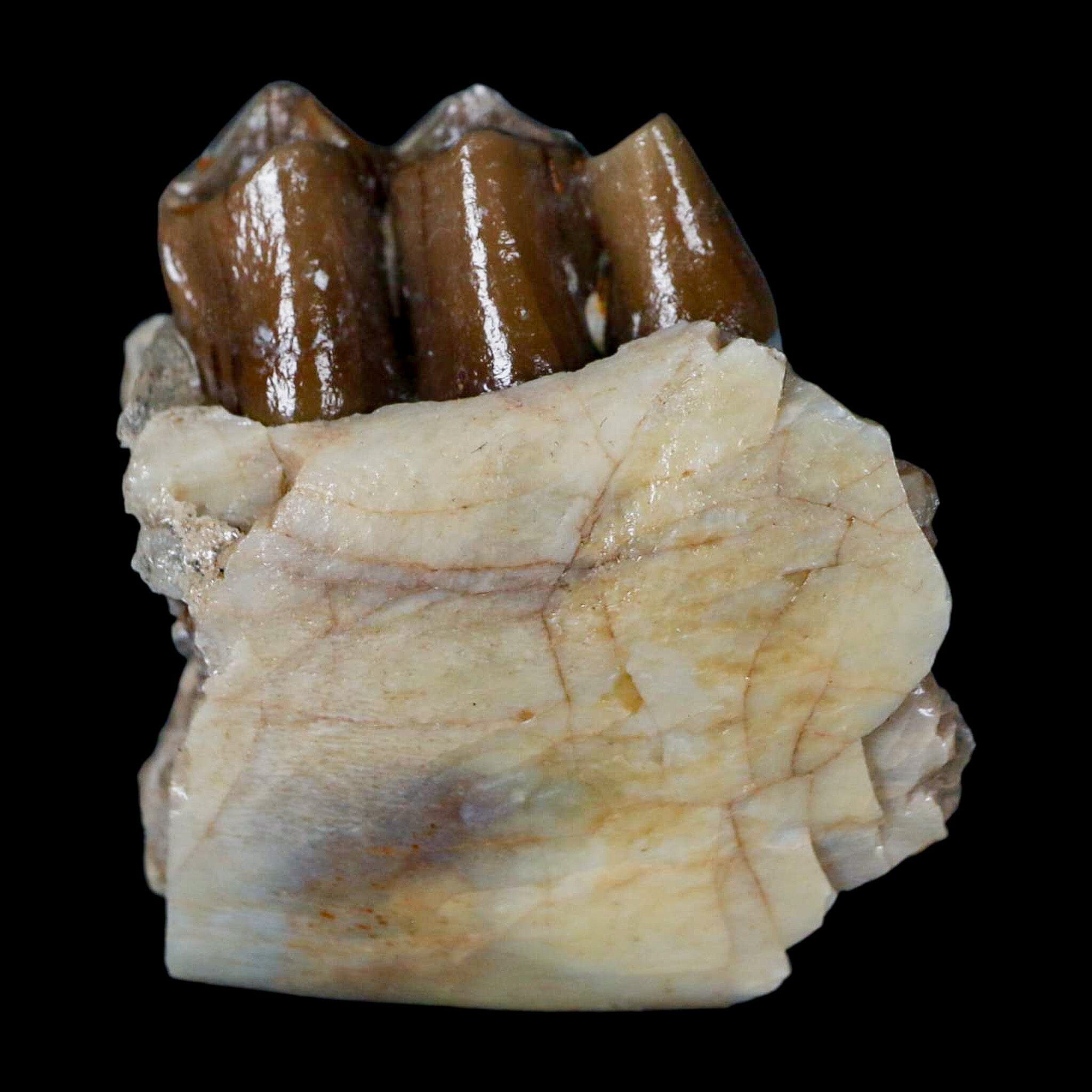 1.1" Poebrotherium Wilsoni Fossil Jaw Teeth Primitive Camel SD Badlands COA Display - Fossil Age Minerals