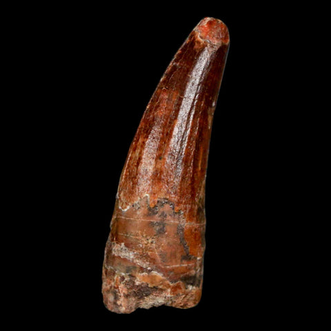 1.1" Suchomimus Fossil Tooth Cretaceous Spinosaurid Dinosaur Elraz FM Niger COA - Fossil Age Minerals