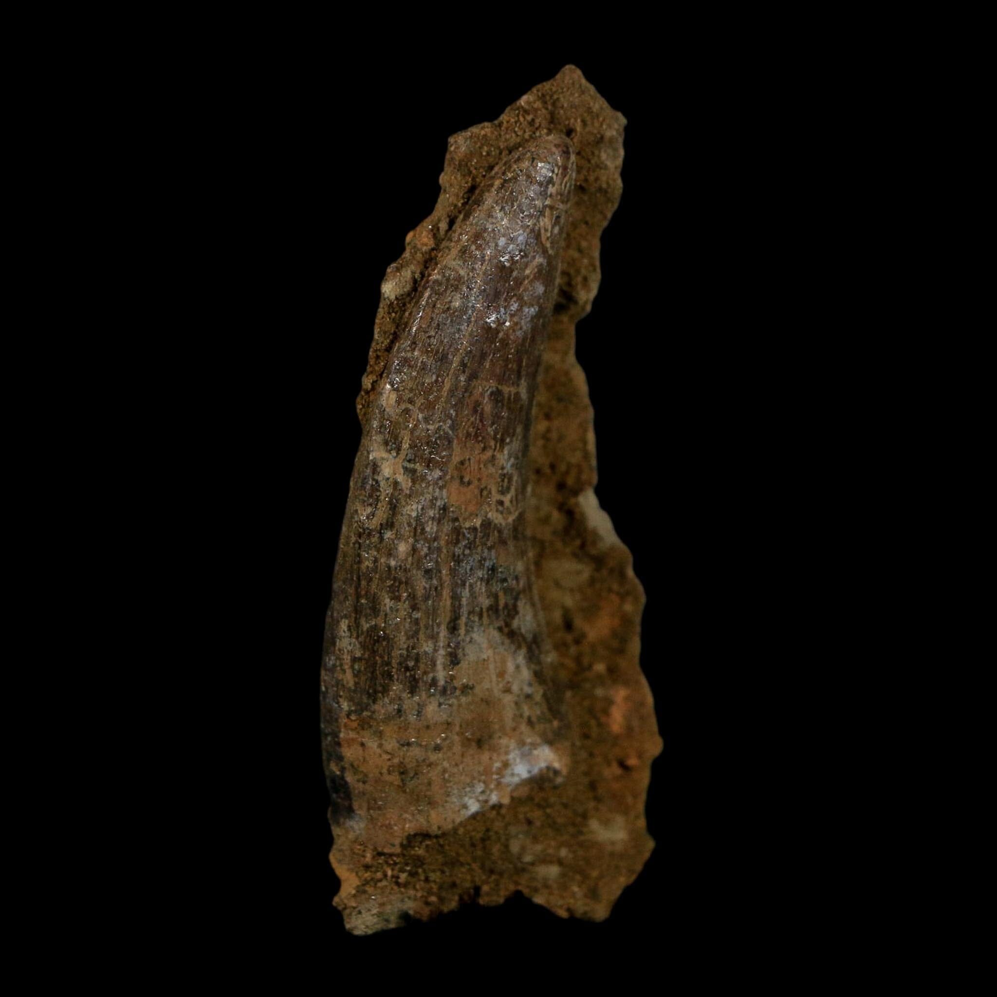 1.5" Nanotyrannus Tyrannosaurus Fossil Tooth In Matrix Dinosaur Lance Creek WY COA