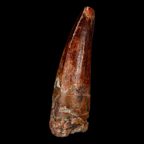 1.1" Suchomimus Fossil Tooth Cretaceous Spinosaurid Dinosaur Elraz FM Niger COA - Fossil Age Minerals