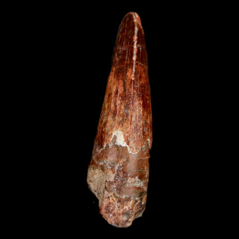 1.1" Suchomimus Fossil Tooth Cretaceous Spinosaurid Dinosaur Elraz FM Niger COA - Fossil Age Minerals