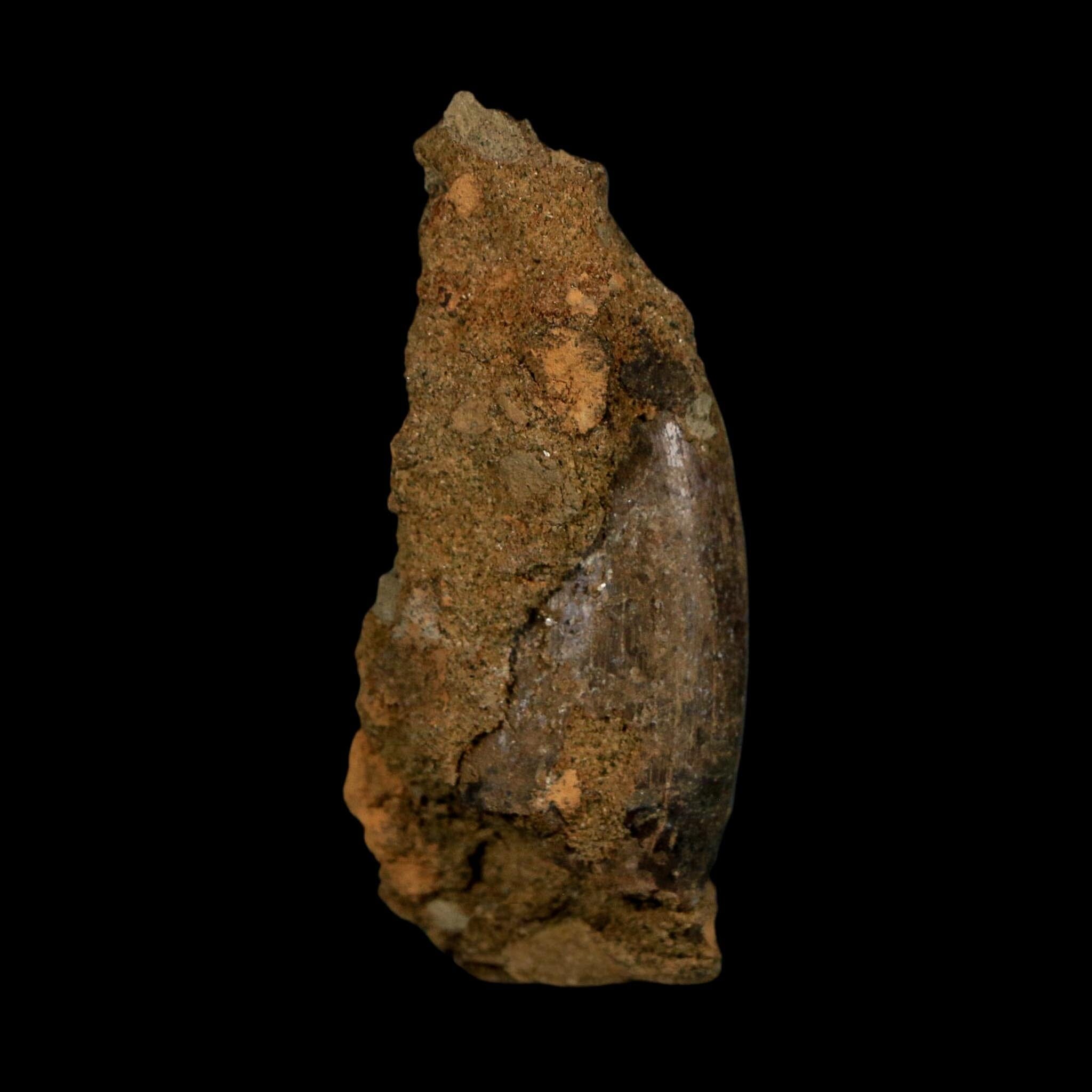 1.5" Nanotyrannus Tyrannosaurus Fossil Tooth In Matrix Dinosaur Lance Creek WY COA