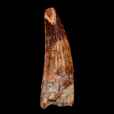 1.1" Suchomimus Fossil Tooth Cretaceous Spinosaurid Dinosaur Elraz FM Niger COA - Fossil Age Minerals