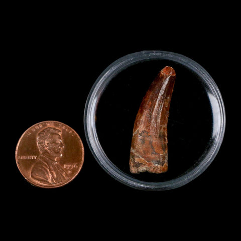 1.1" Suchomimus Fossil Tooth Cretaceous Spinosaurid Dinosaur Elraz FM Niger COA - Fossil Age Minerals