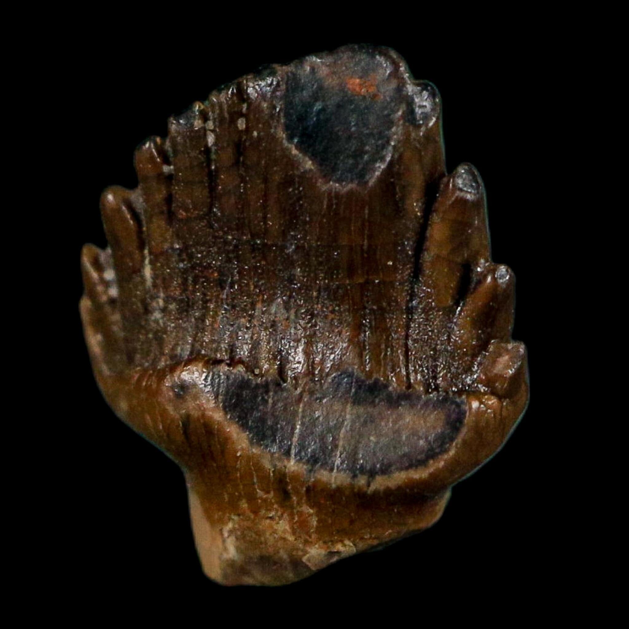 0.4" Ankylosaurus Fossil Tooth Lance Creek FM Cretaceous Dinosaur WY COA Display