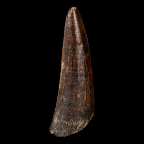 1.3" Suchomimus Fossil Tooth Cretaceous Spinosaurid Dinosaur Elraz FM Niger COA - Fossil Age Minerals