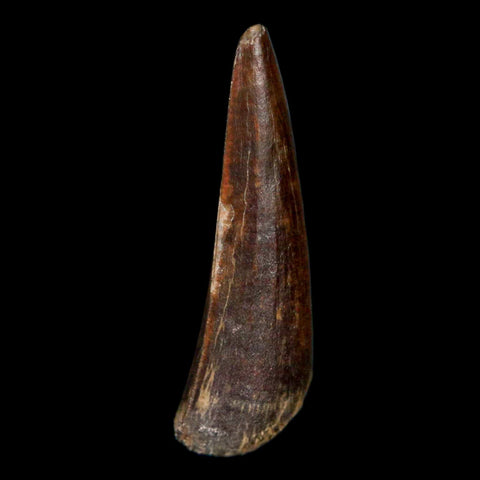 1.3" Suchomimus Fossil Tooth Cretaceous Spinosaurid Dinosaur Elraz FM Niger COA - Fossil Age Minerals
