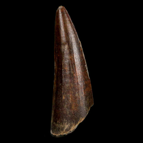 1.3" Suchomimus Fossil Tooth Cretaceous Spinosaurid Dinosaur Elraz FM Niger COA - Fossil Age Minerals