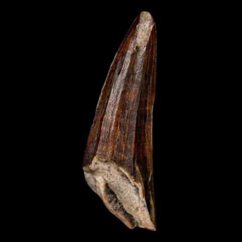 1.3" Suchomimus Fossil Tooth Cretaceous Spinosaurid Dinosaur Elraz FM Niger COA - Fossil Age Minerals