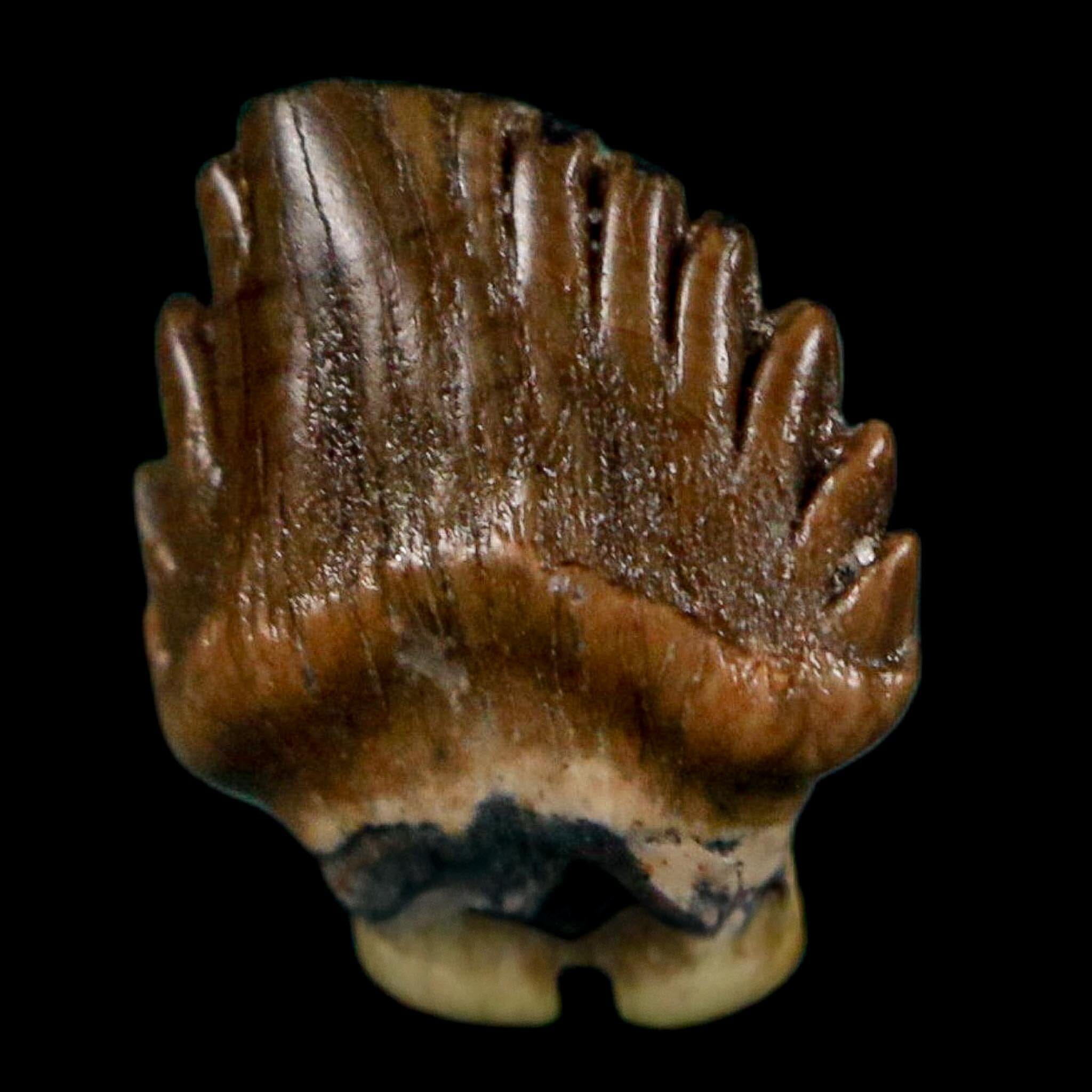 0.4" Ankylosaurus Fossil Tooth Lance Creek FM Cretaceous Dinosaur WY COA Display