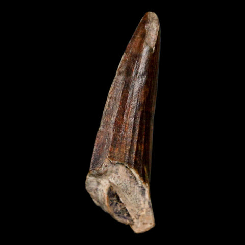 1.3" Suchomimus Fossil Tooth Cretaceous Spinosaurid Dinosaur Elraz FM Niger COA - Fossil Age Minerals